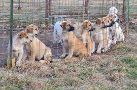 Great Pyrenees Mix 