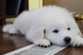 AKC Great Pyrenees Puppies