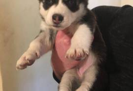 Siberian Husky Puppies