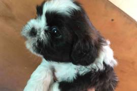 Shih tzu puppies 