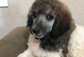 Purebred poodles born May 1, 2019