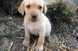 Akc Yellow Lab Puppies