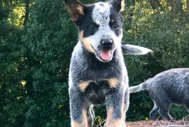 Blue Heeler