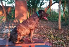 Itialian Mastiff/ Cane Corso