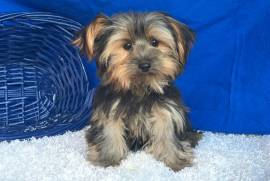 Yorkie